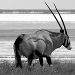 Bild von 1 von 3 Oryx