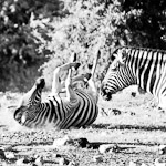 Bild von 2 von 3 Zebras